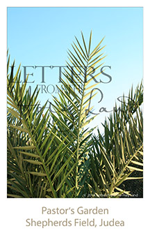 /wp-content/uploads/Letters/LetterOnly/W-02_Date Palm_2019.png